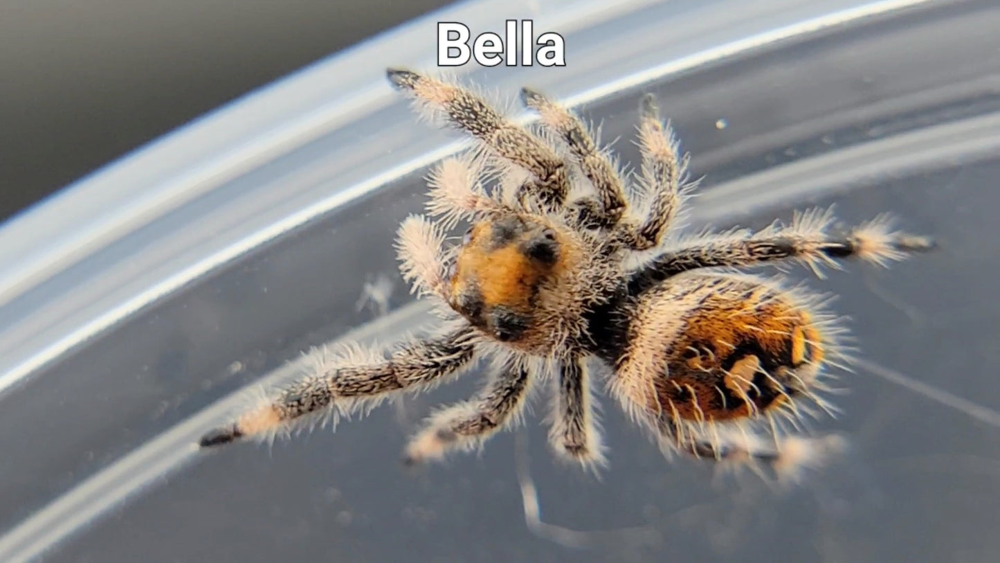 Bella - Female Regal (Shipping Invoiced Separately)