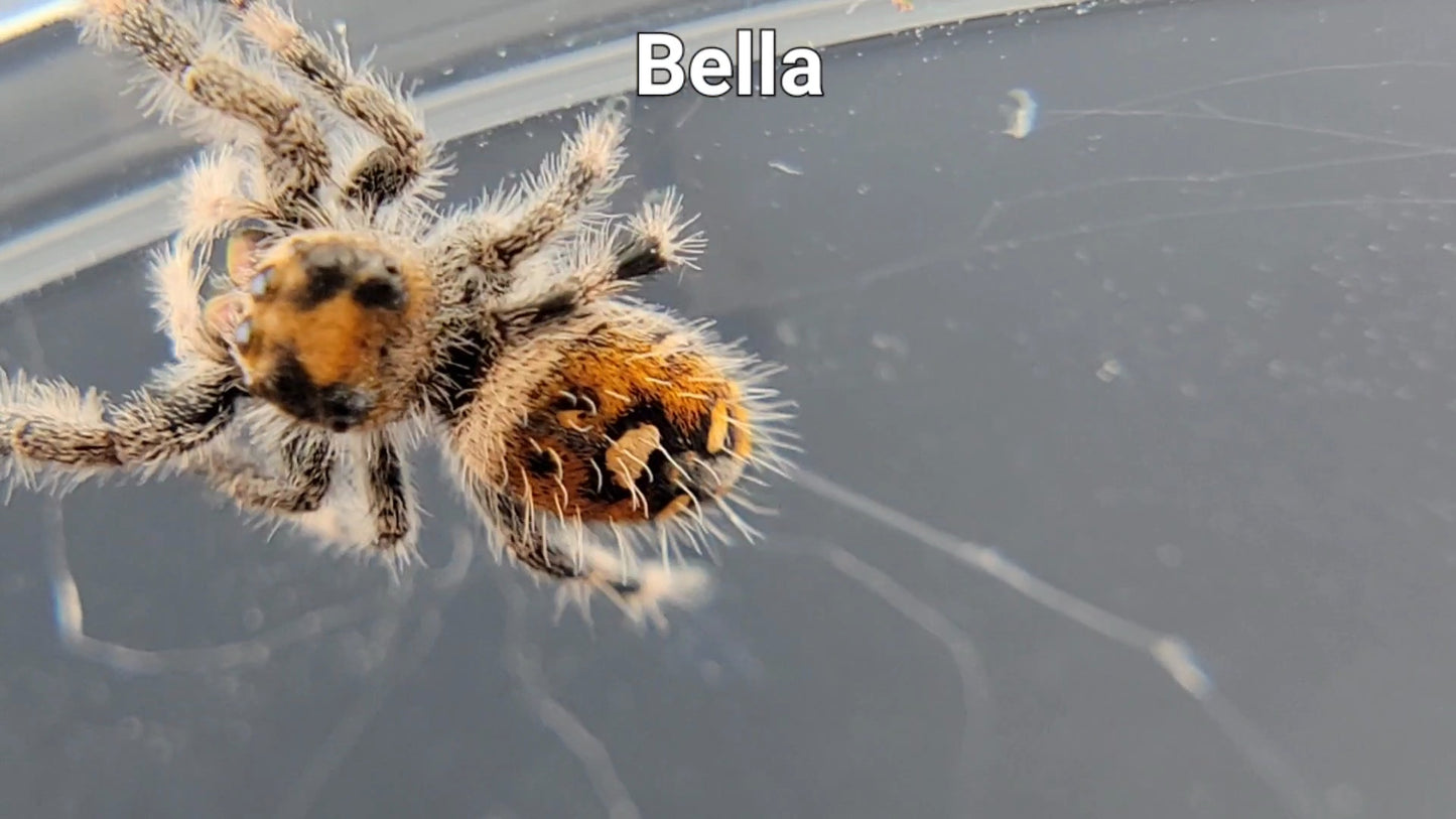 Bella - Female Regal (Shipping Invoiced Separately)