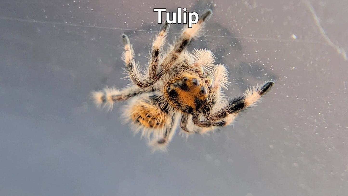 Tulip - Female Regal (Shipping Invoiced Separately)