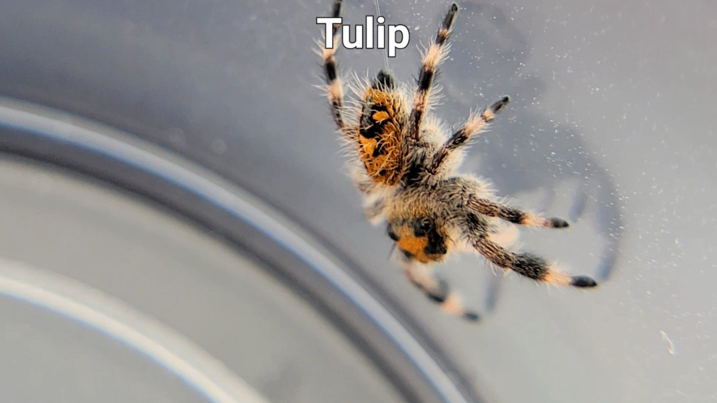 Tulip - Female Regal (Shipping Invoiced Separately)