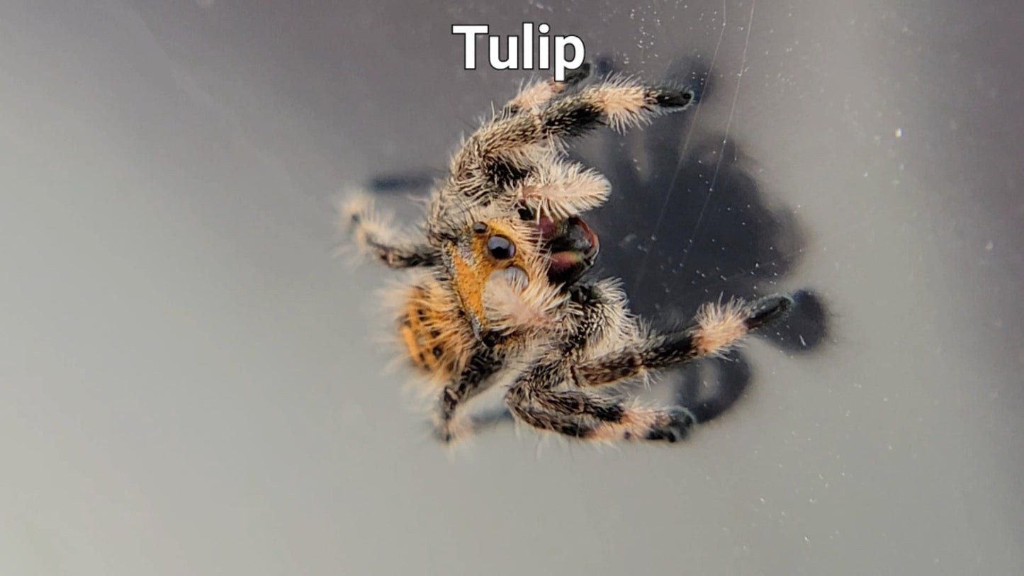 Tulip - Female Regal (Shipping Invoiced Separately)