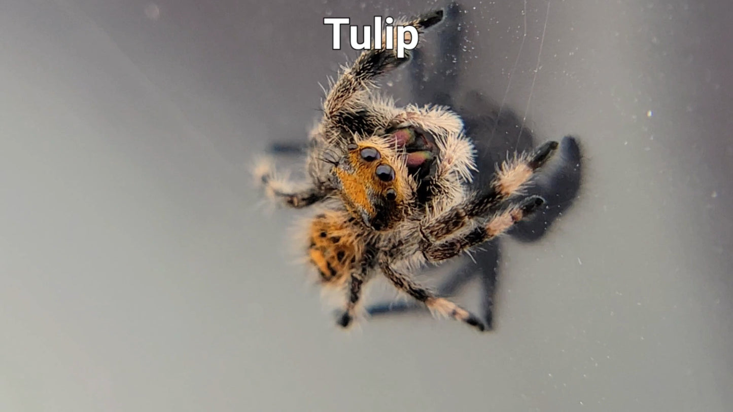 Tulip - Female Regal (Shipping Invoiced Separately)