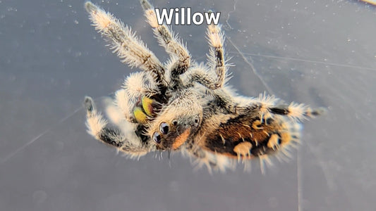 Willow - Female Regal (Shipping Invoiced Separately)