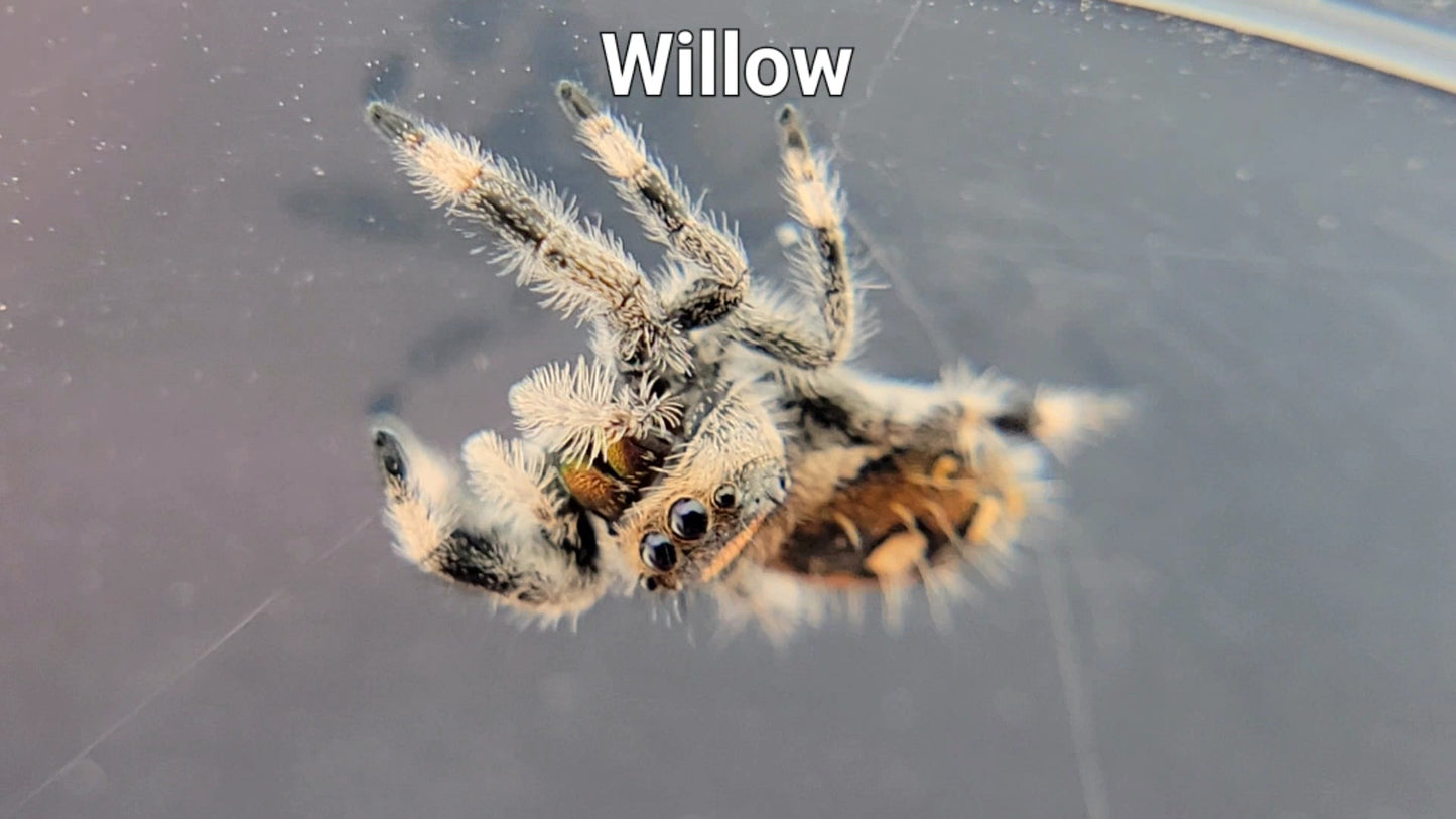 Willow - Female Regal (Shipping Invoiced Separately)