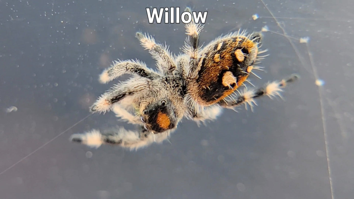 Willow - Female Regal (Shipping Invoiced Separately)