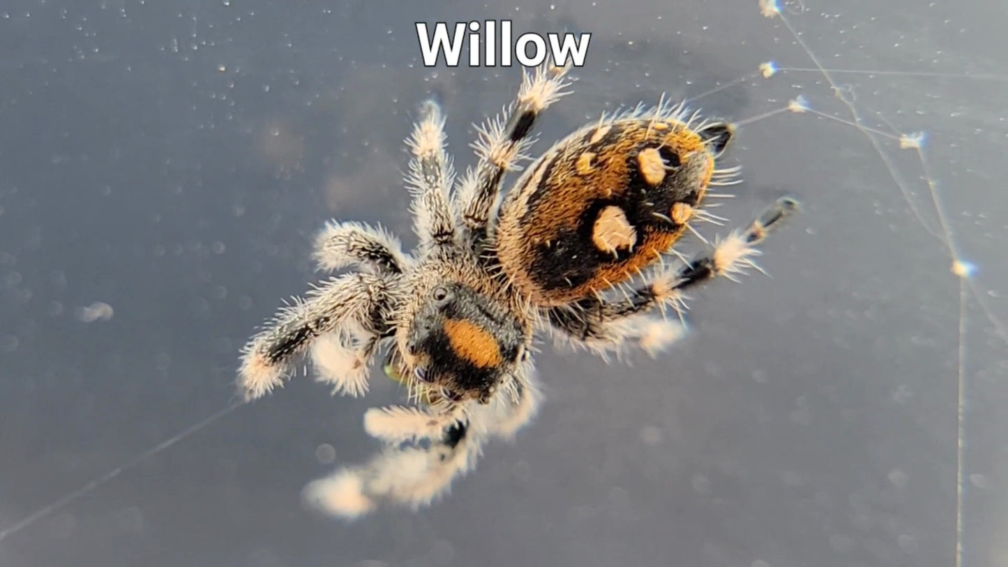 Willow - Female Regal (Shipping Invoiced Separately)