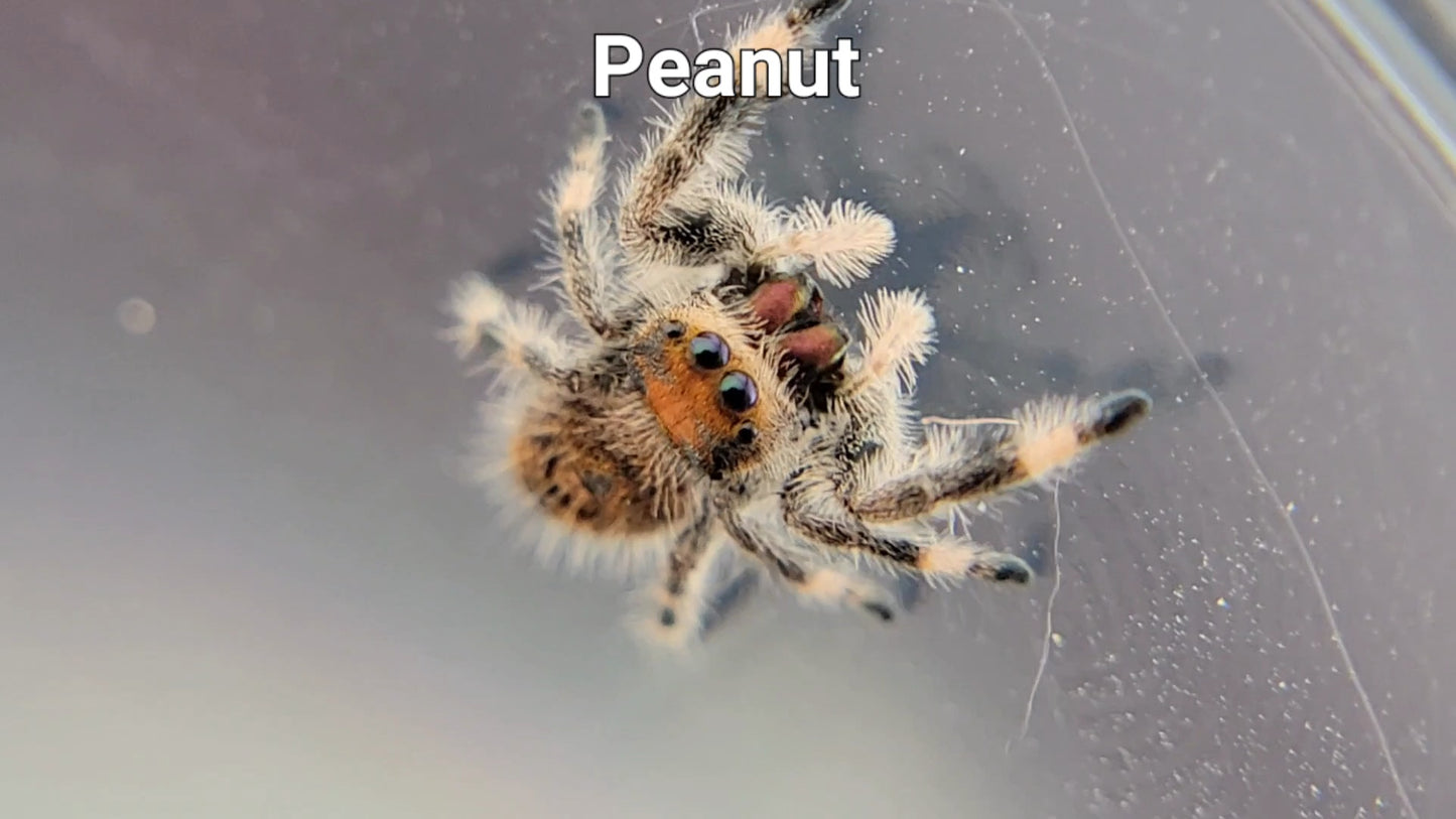 Peanut - Female Regal (Shipping Invoiced Separately)