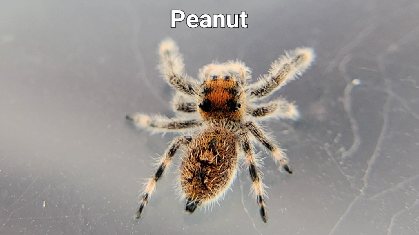 Peanut - Female Regal (Shipping Invoiced Separately)