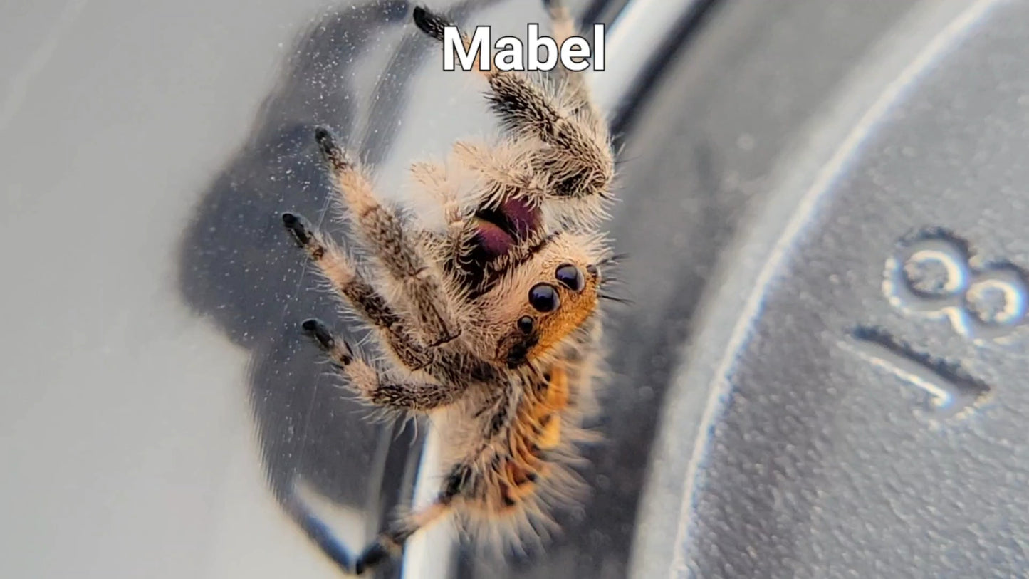 Mabel - Female Regal (Shipping Invoiced Separately)