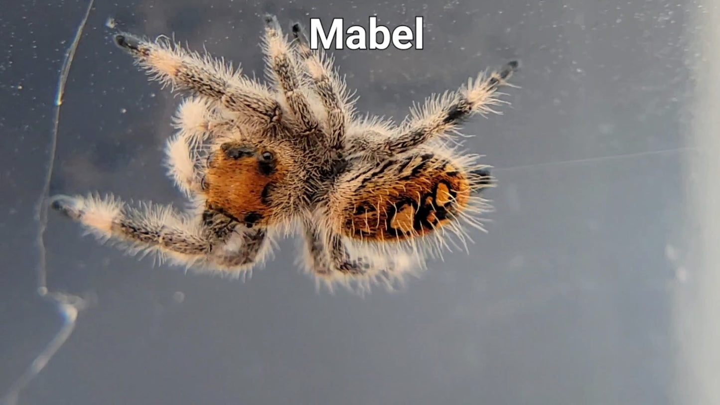 Mabel - Female Regal (Shipping Invoiced Separately)