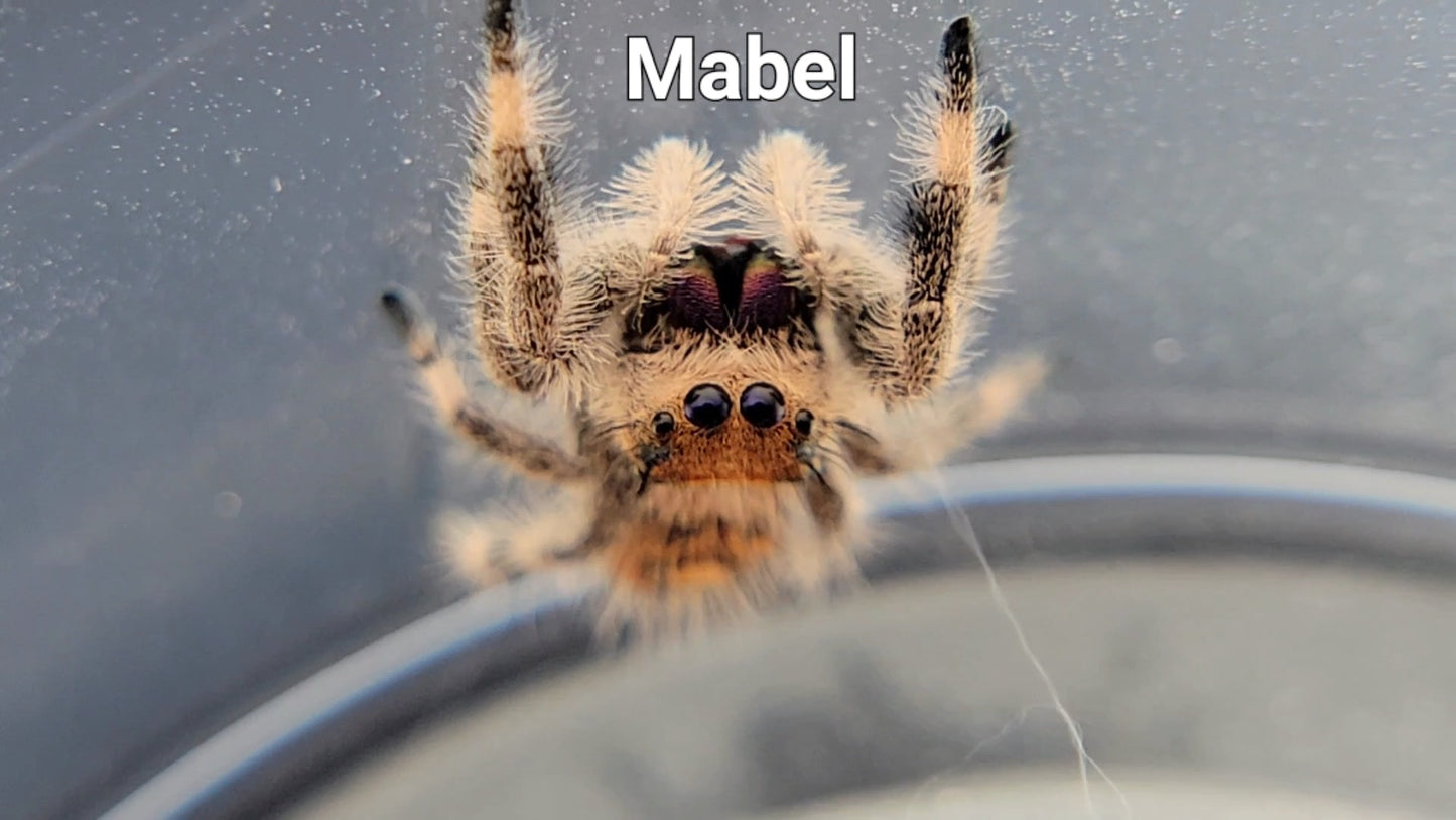 Mabel - Female Regal (Shipping Invoiced Separately)