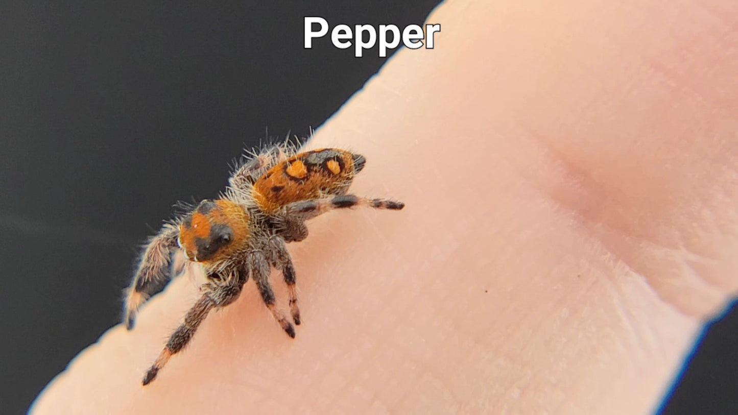 Pepper - Female Regal (Shipping Invoiced Separately)