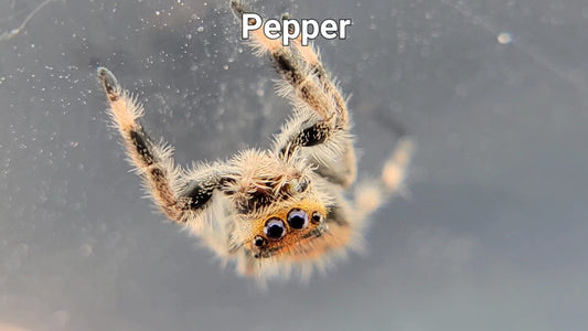 Pepper - Female Regal (Shipping Invoiced Separately)