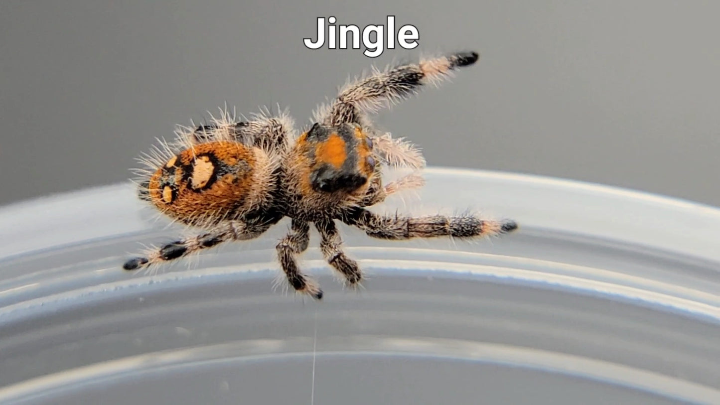 Jingle - Female Regal (Shipping Invoiced Separately)