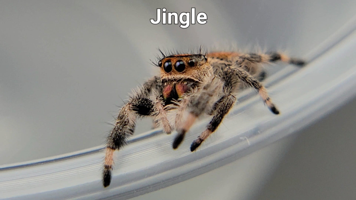 Jingle - Female Regal (Shipping Invoiced Separately)