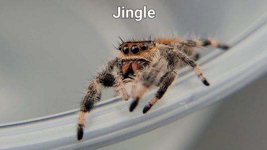 Jingle - Female Regal (Shipping Invoiced Separately)