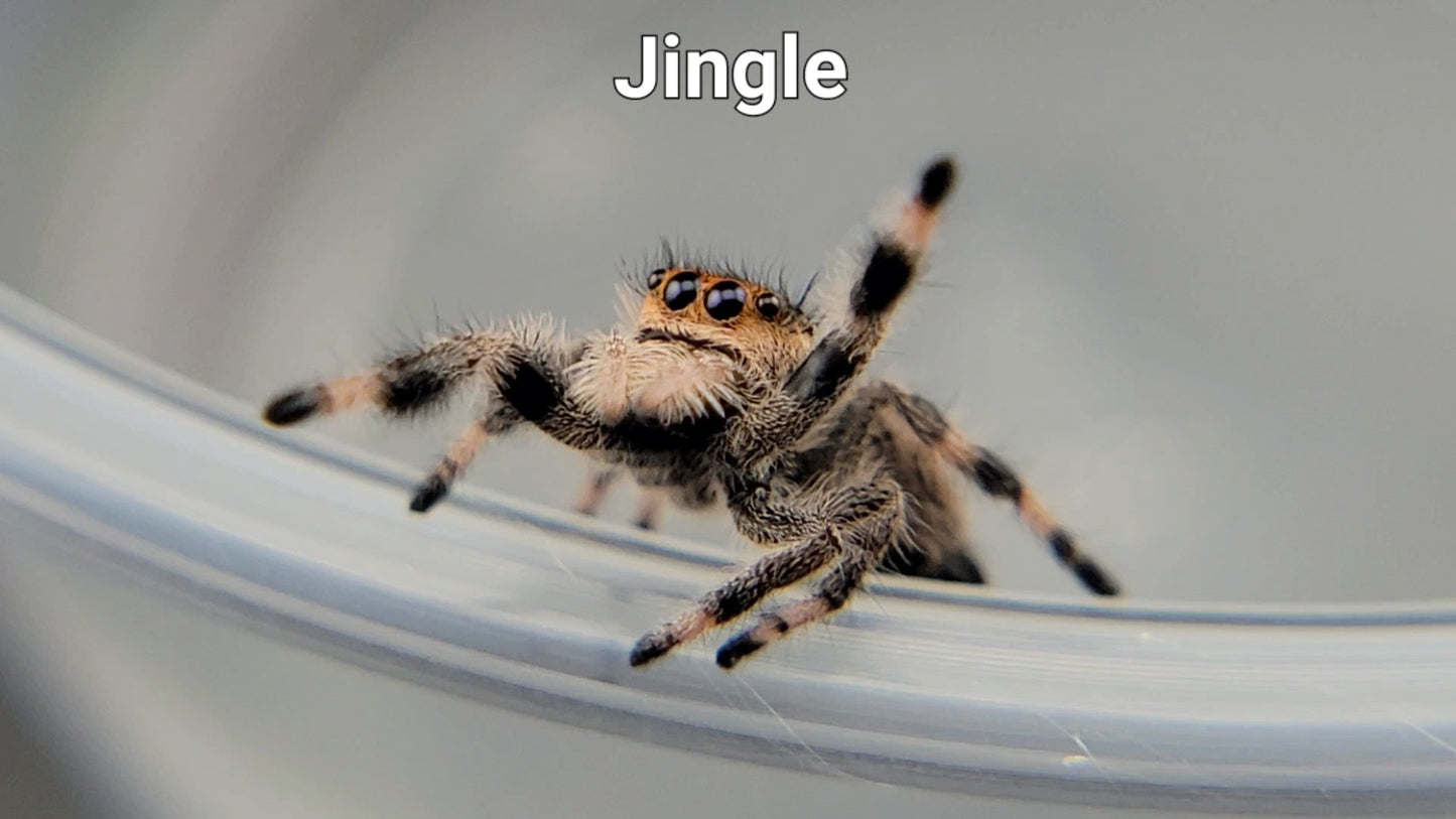 Jingle - Female Regal (Shipping Invoiced Separately)