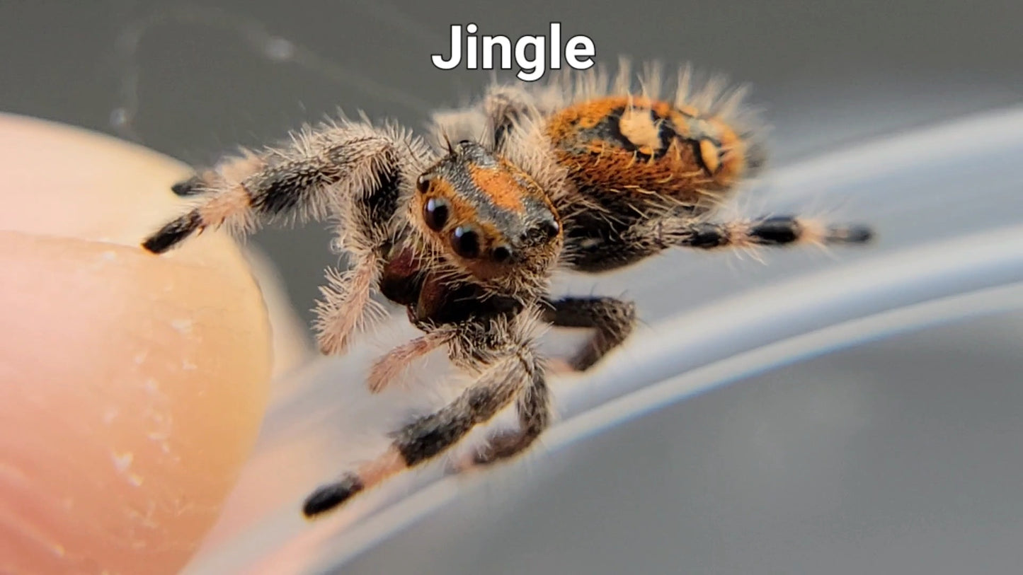 Jingle - Female Regal (Shipping Invoiced Separately)