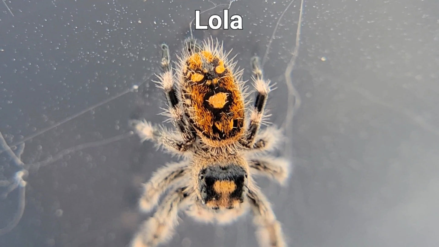 Lola - Female Regal (Shipping Invoiced Separately)