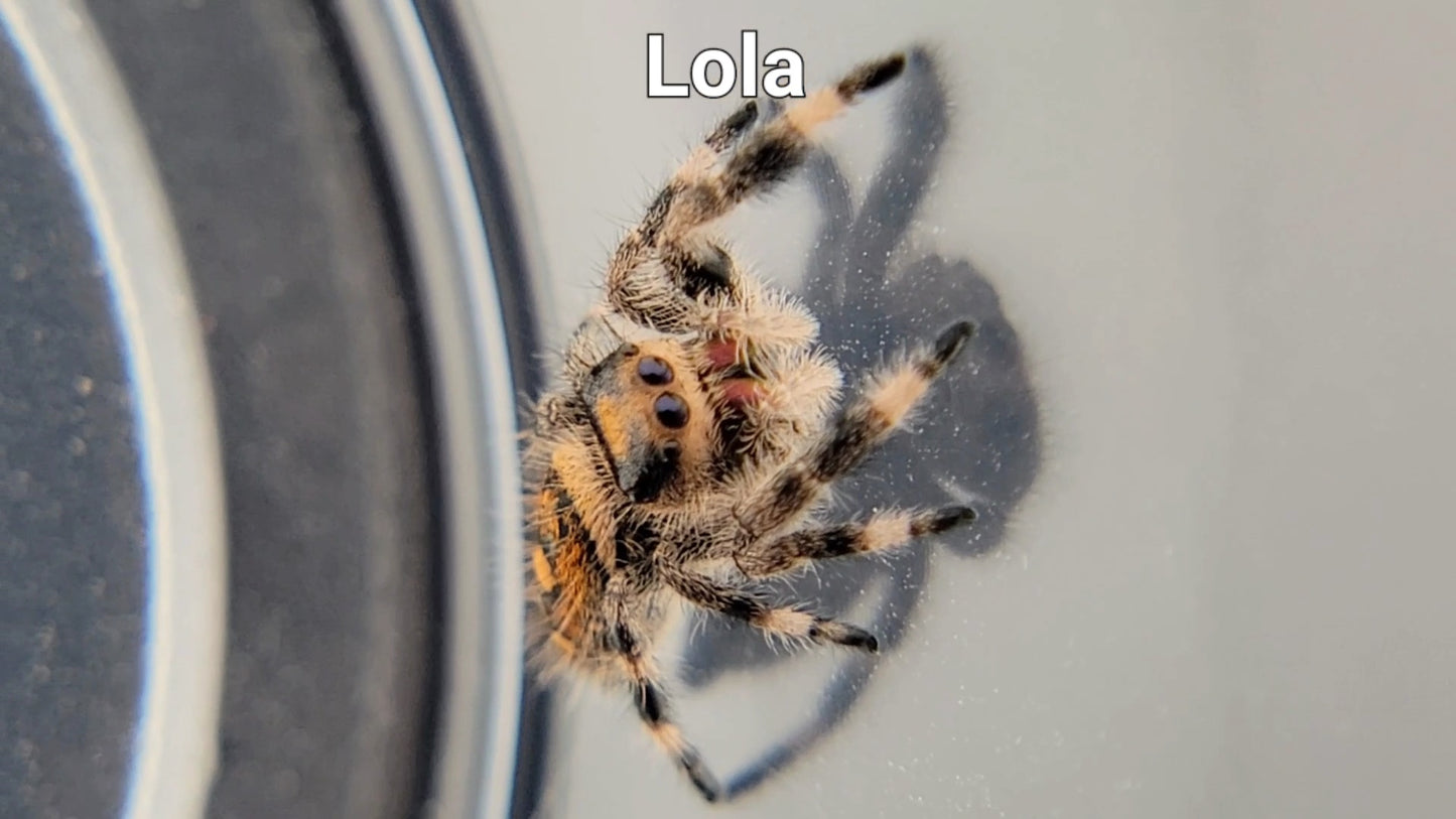 Lola - Female Regal (Shipping Invoiced Separately)