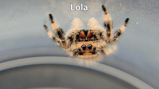 Lola - Female Regal (Shipping Invoiced Separately)