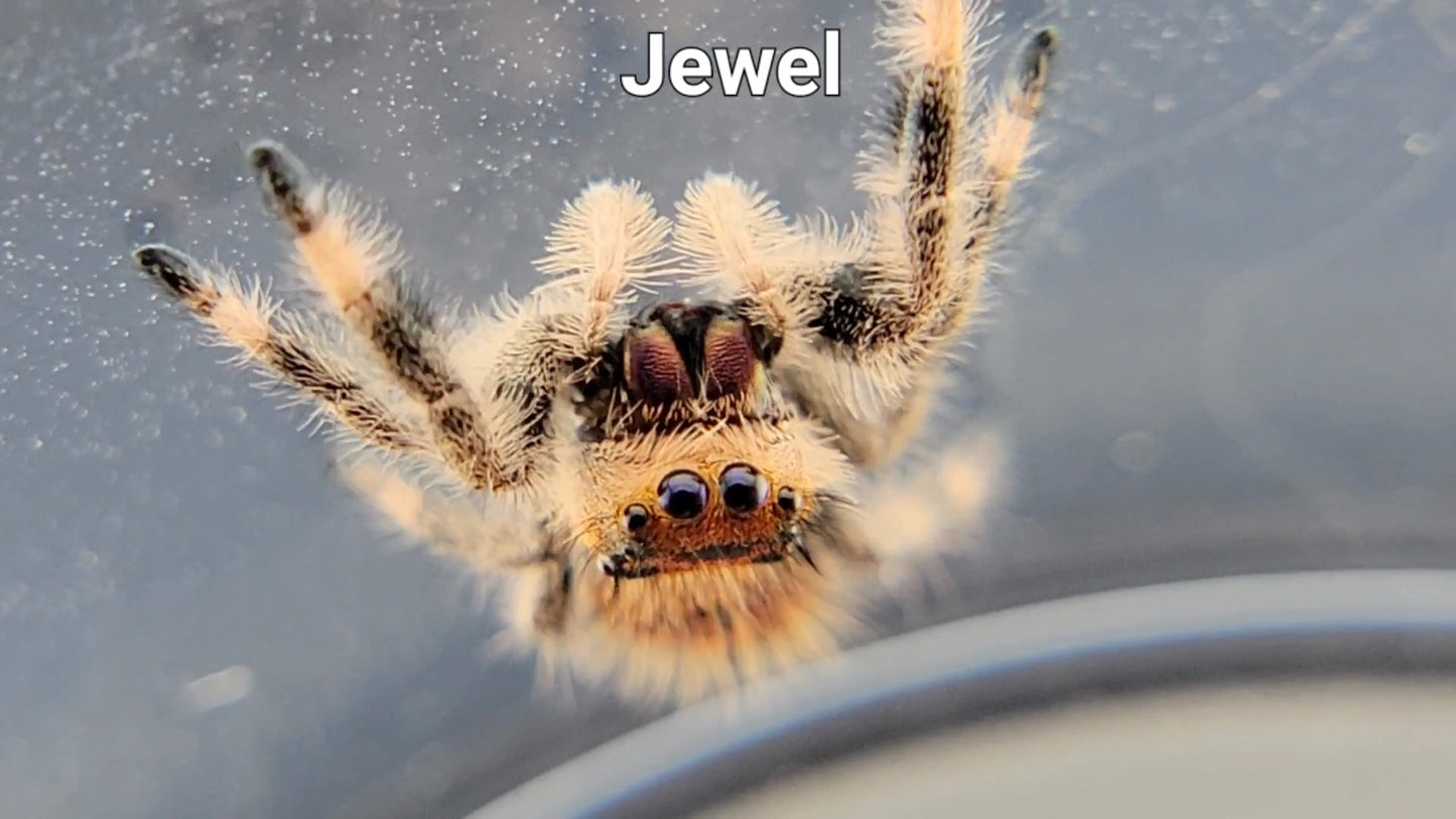 Jewel - Female Regal (Shipping Invoiced Separately)