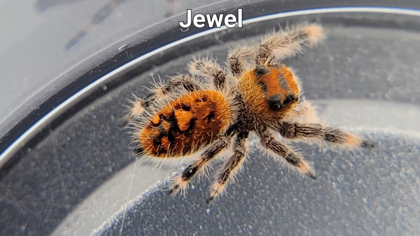 Jewel - Female Regal (Shipping Invoiced Separately)