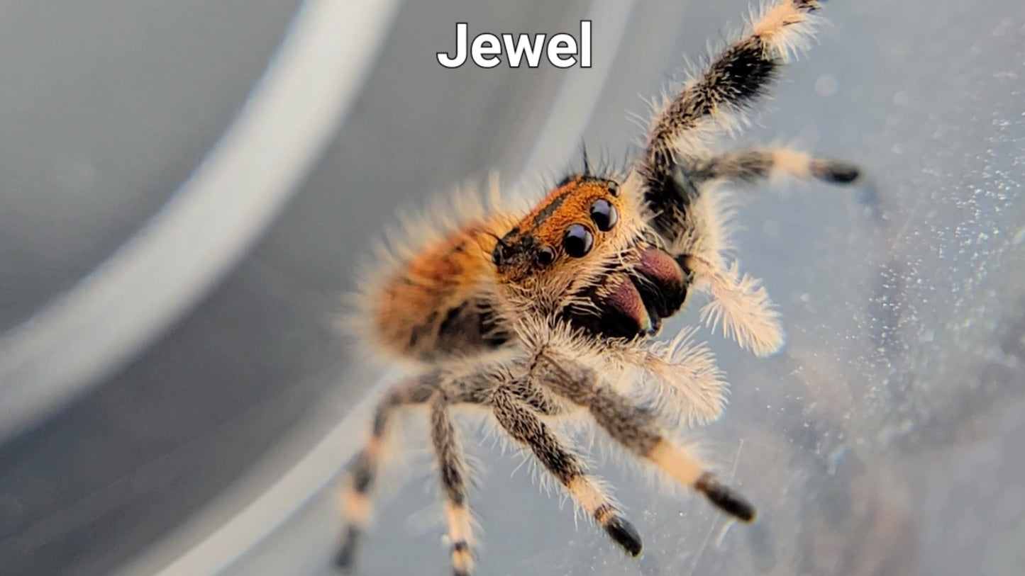 Jewel - Female Regal (Shipping Invoiced Separately)