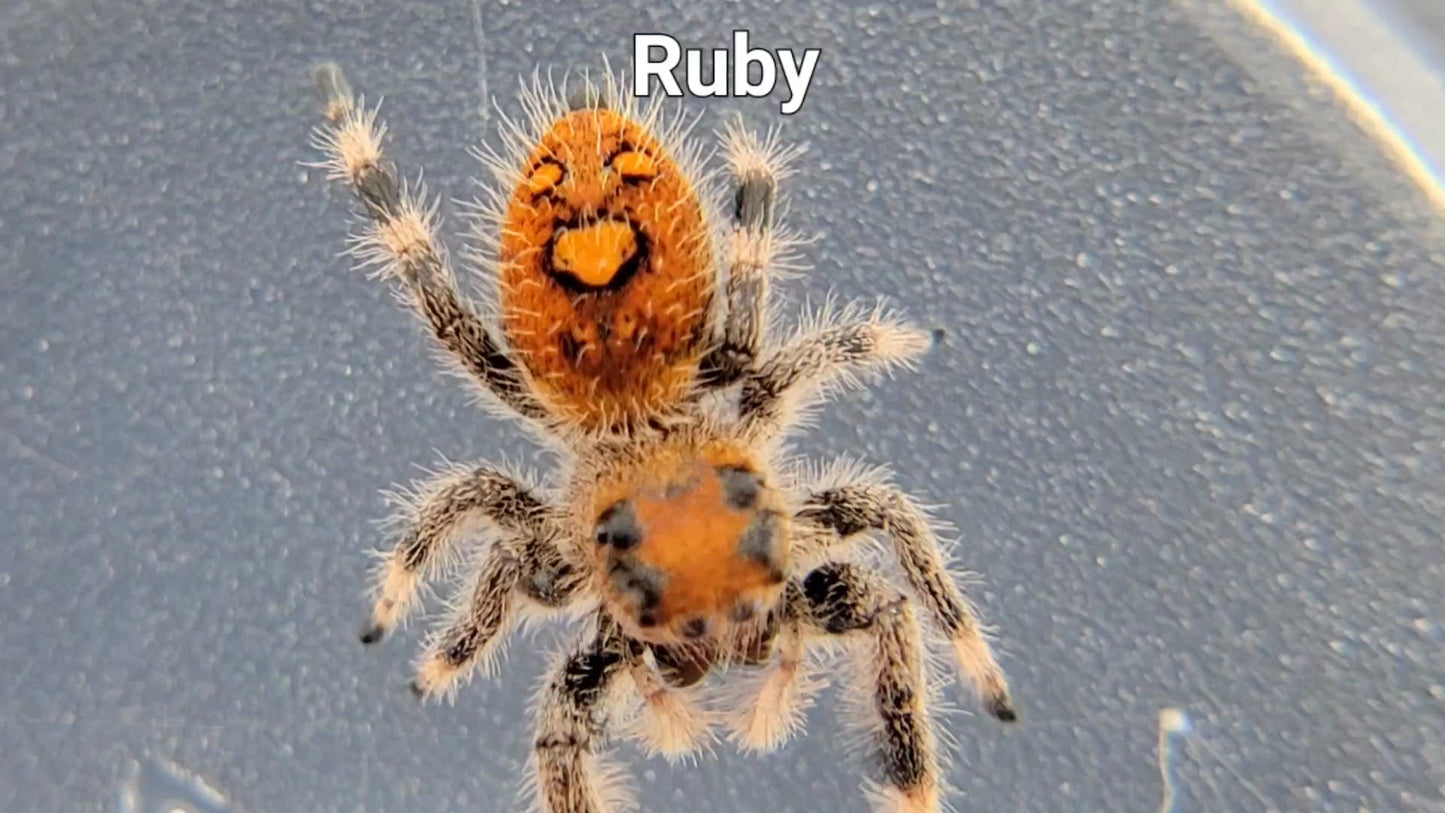 Ruby - Female Regal (Shipping Invoiced Separately)