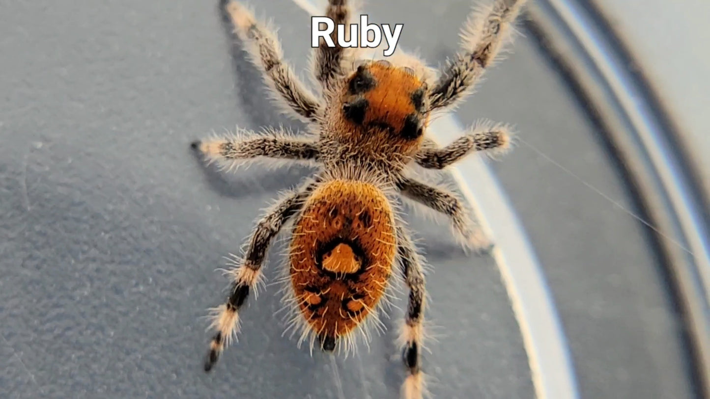 Ruby - Female Regal (Shipping Invoiced Separately)