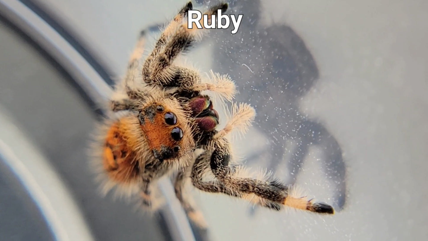 Ruby - Female Regal (Shipping Invoiced Separately)