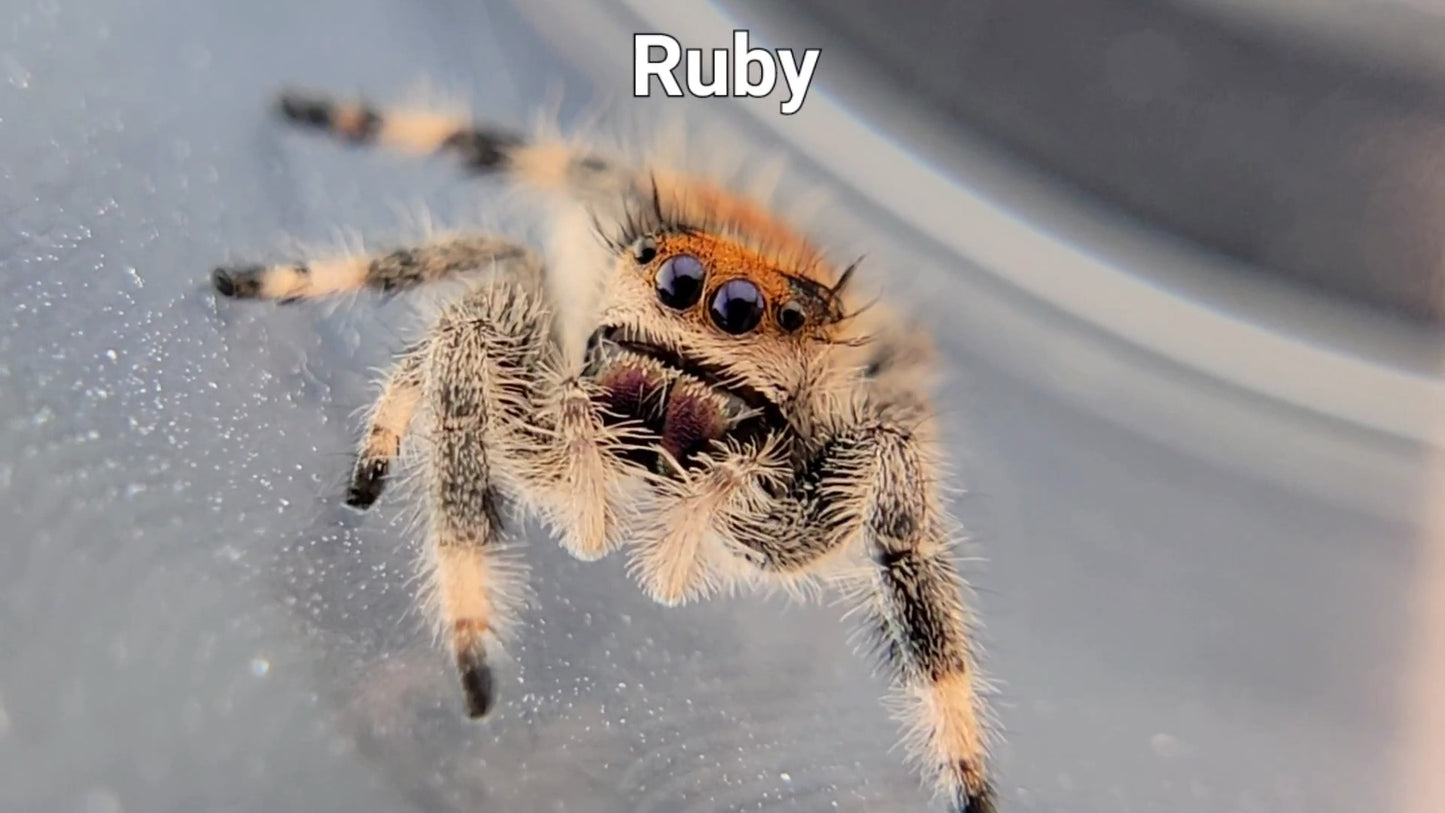 Ruby - Female Regal (Shipping Invoiced Separately)