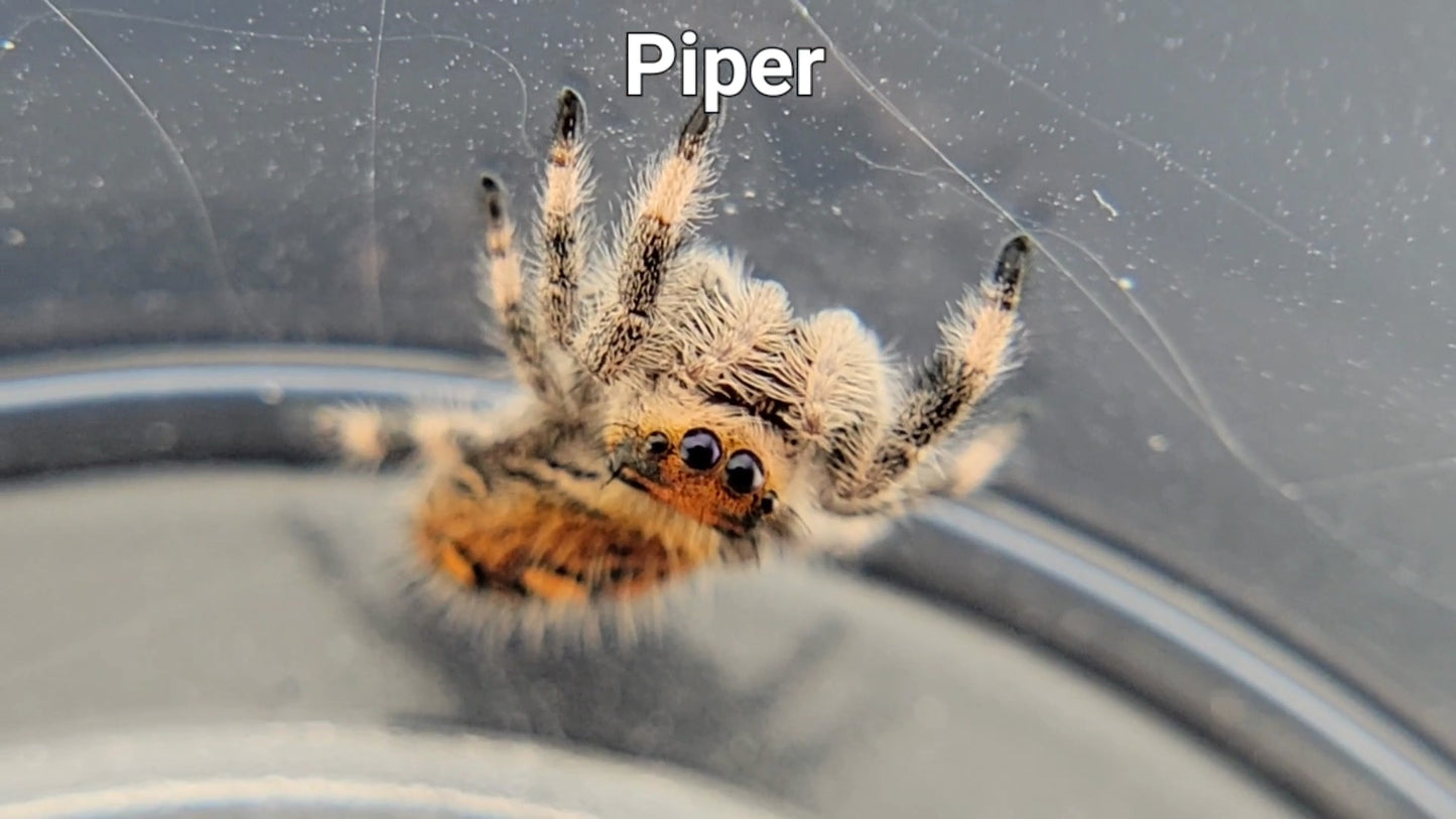 Piper - Female Regal (Shipping Invoiced Separately)