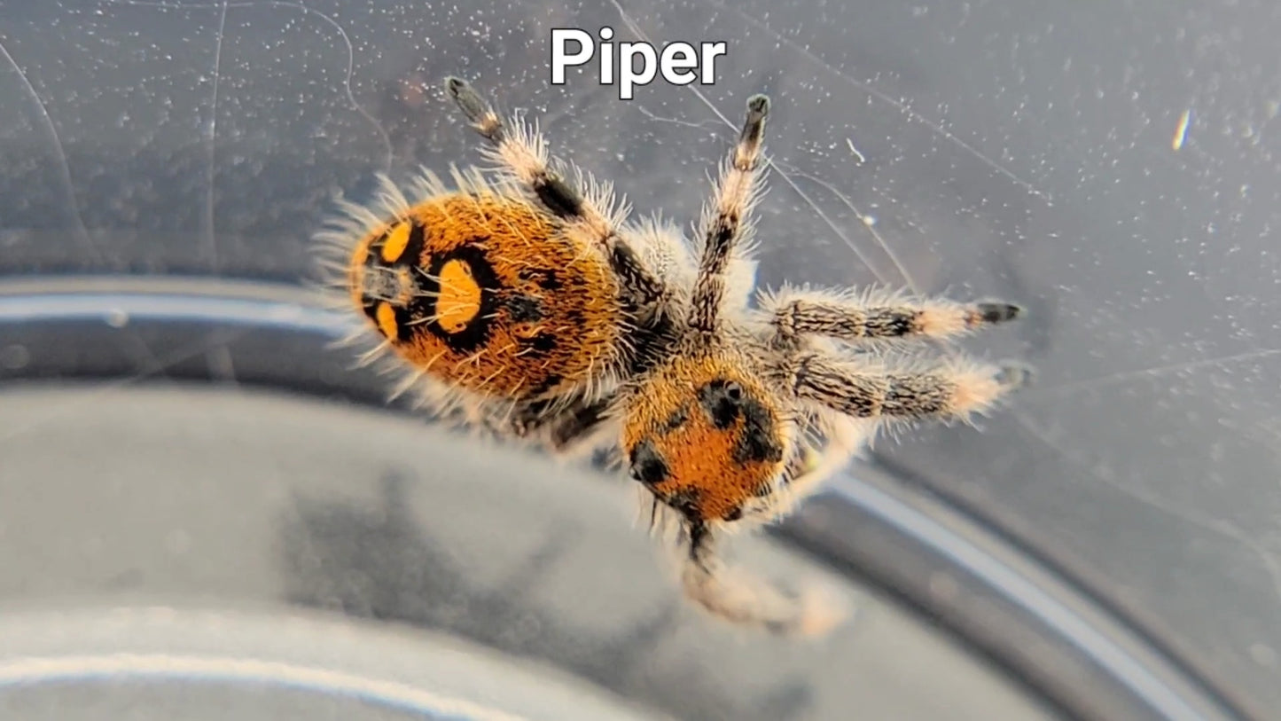 Piper - Female Regal (Shipping Invoiced Separately)