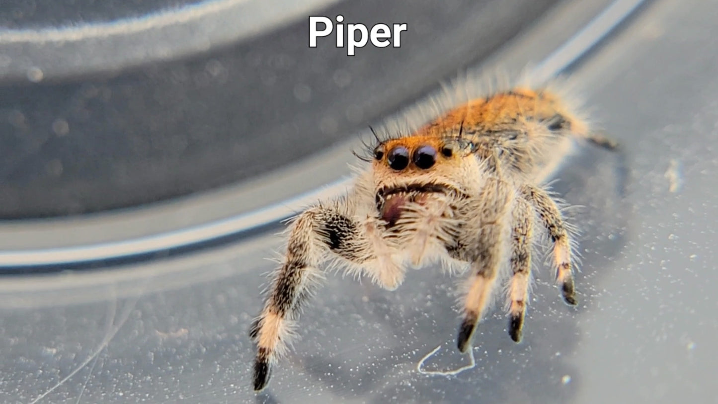 Piper - Female Regal (Shipping Invoiced Separately)