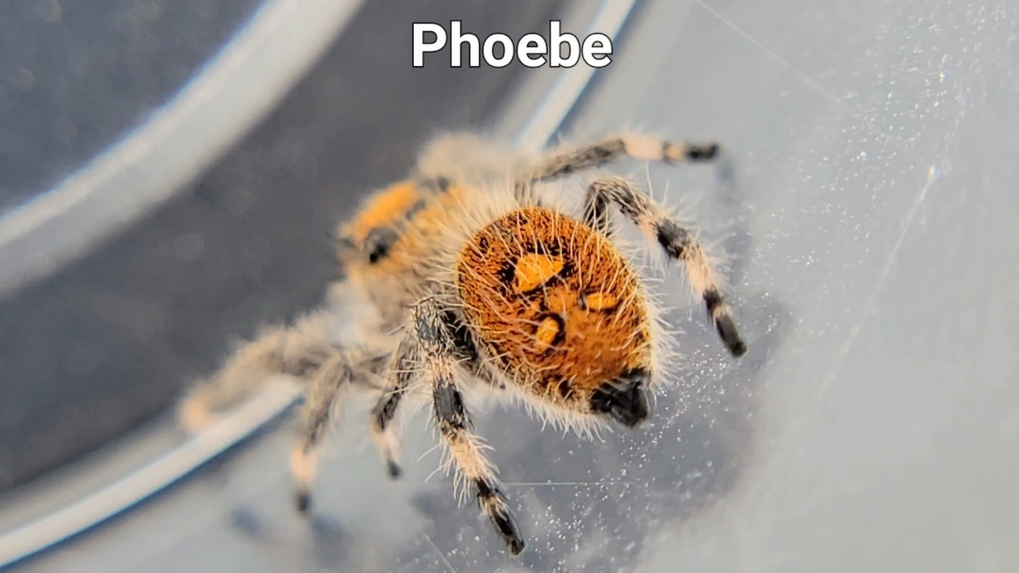 Phoebe - Female Regal (Shipping Invoiced Separately)