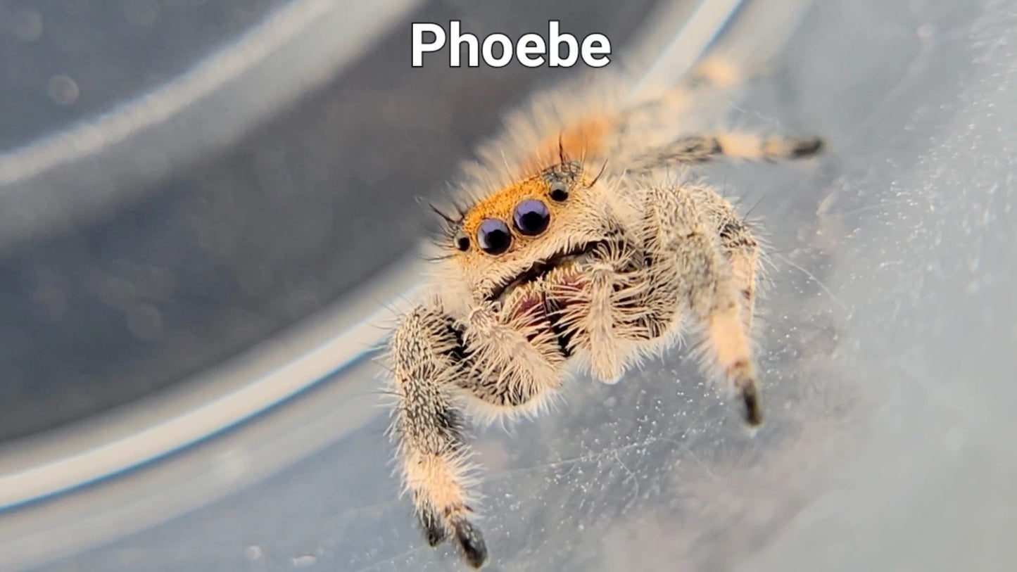 Phoebe - Female Regal (Shipping Invoiced Separately)