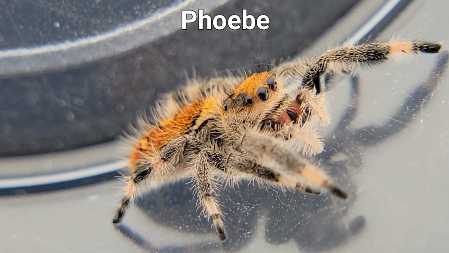 Phoebe - Female Regal (Shipping Invoiced Separately)