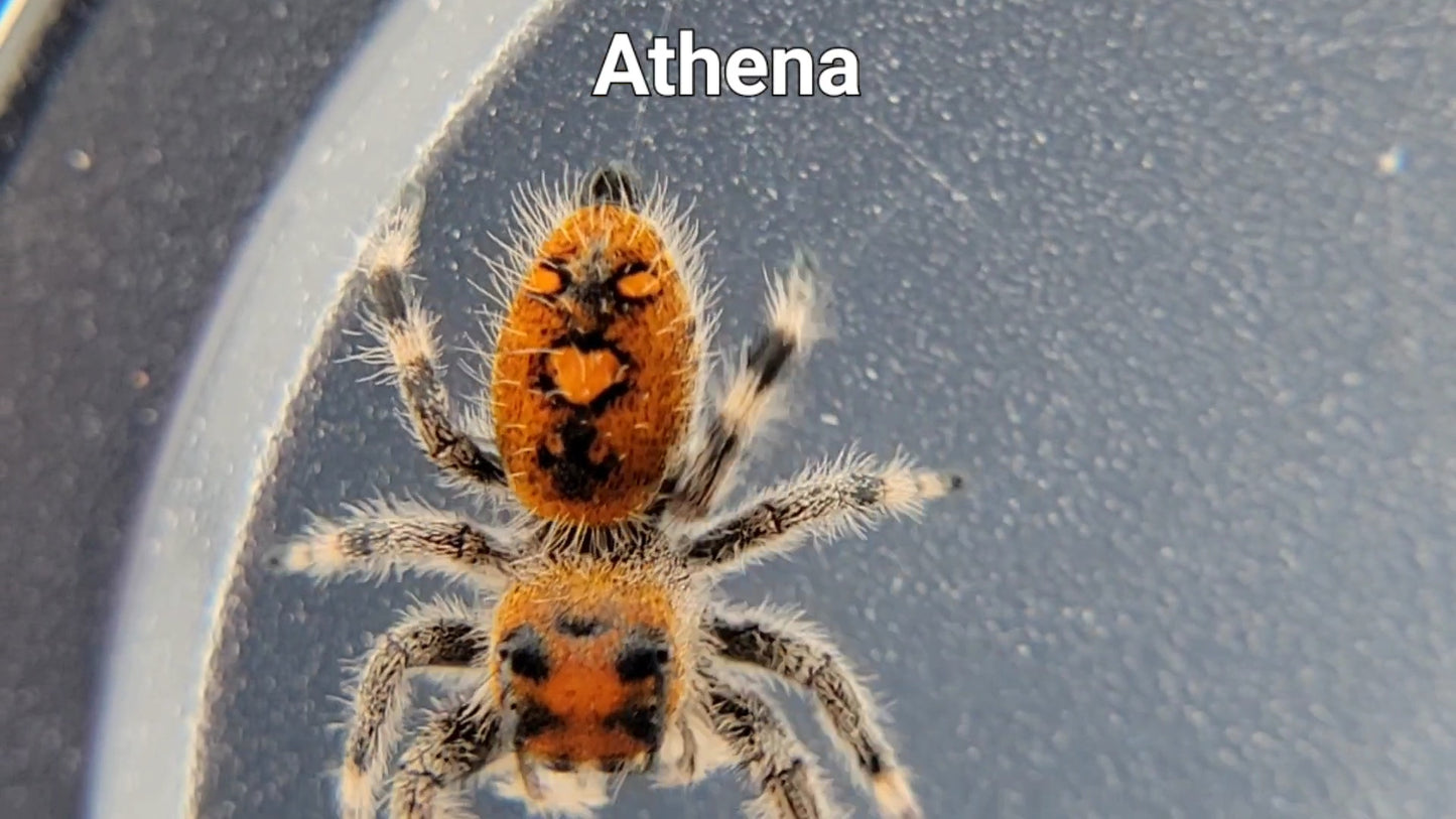 Athena - Female Regal (Shipping Invoiced Separately)