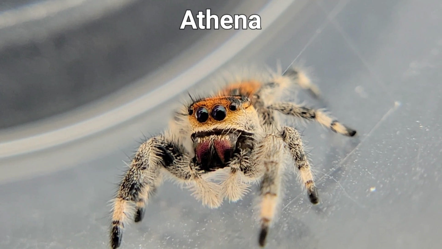 Athena - Female Regal (Shipping Invoiced Separately)