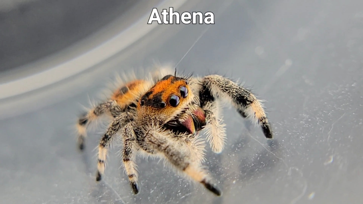 Athena - Female Regal (Shipping Invoiced Separately)