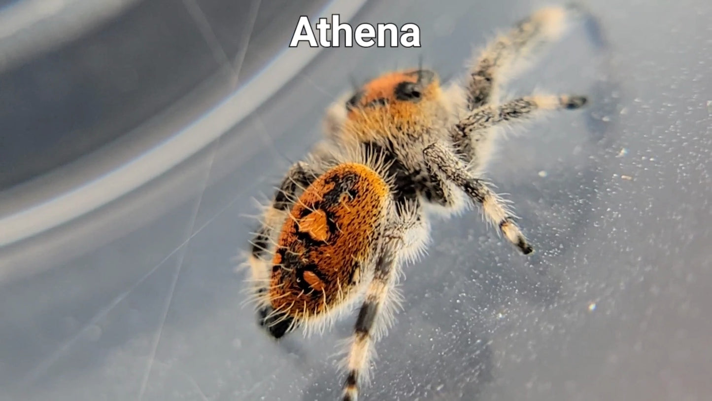 Athena - Female Regal (Shipping Invoiced Separately)