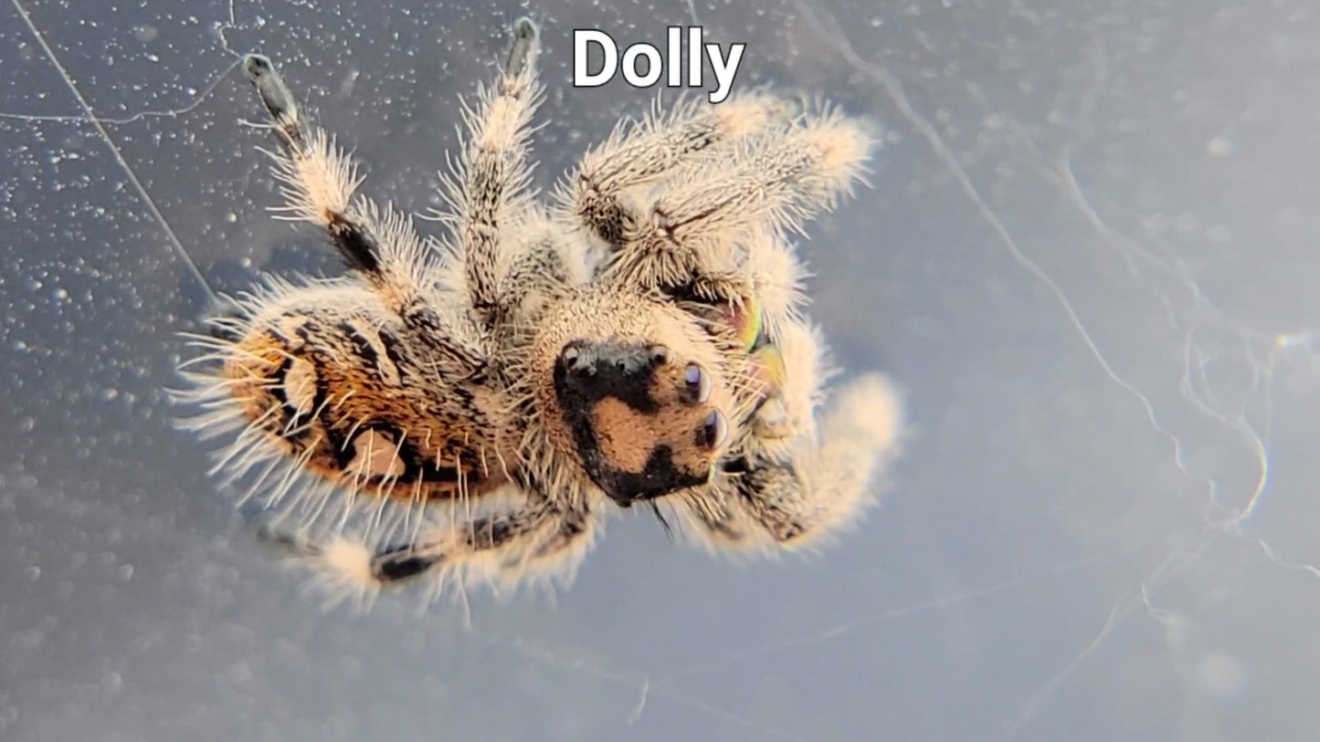 Dolly - Female Regal (Shipping Invoiced Separately)