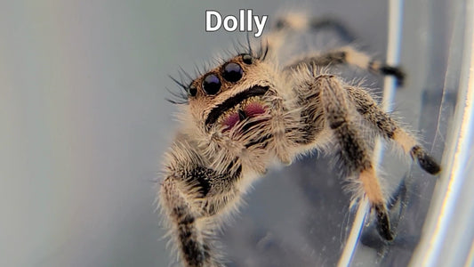 Dolly - Female Regal (Shipping Invoiced Separately)