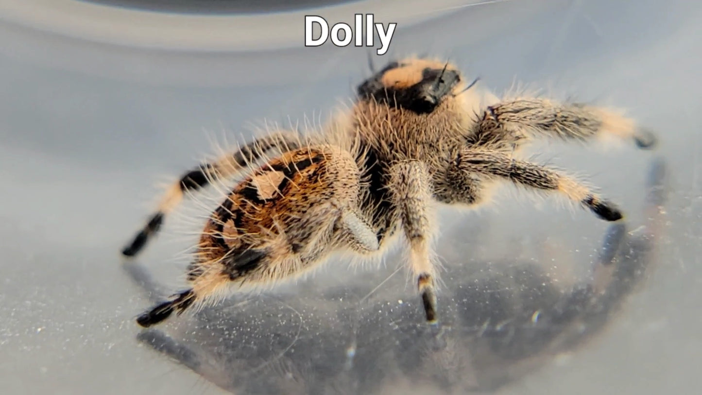 Dolly - Female Regal (Shipping Invoiced Separately)