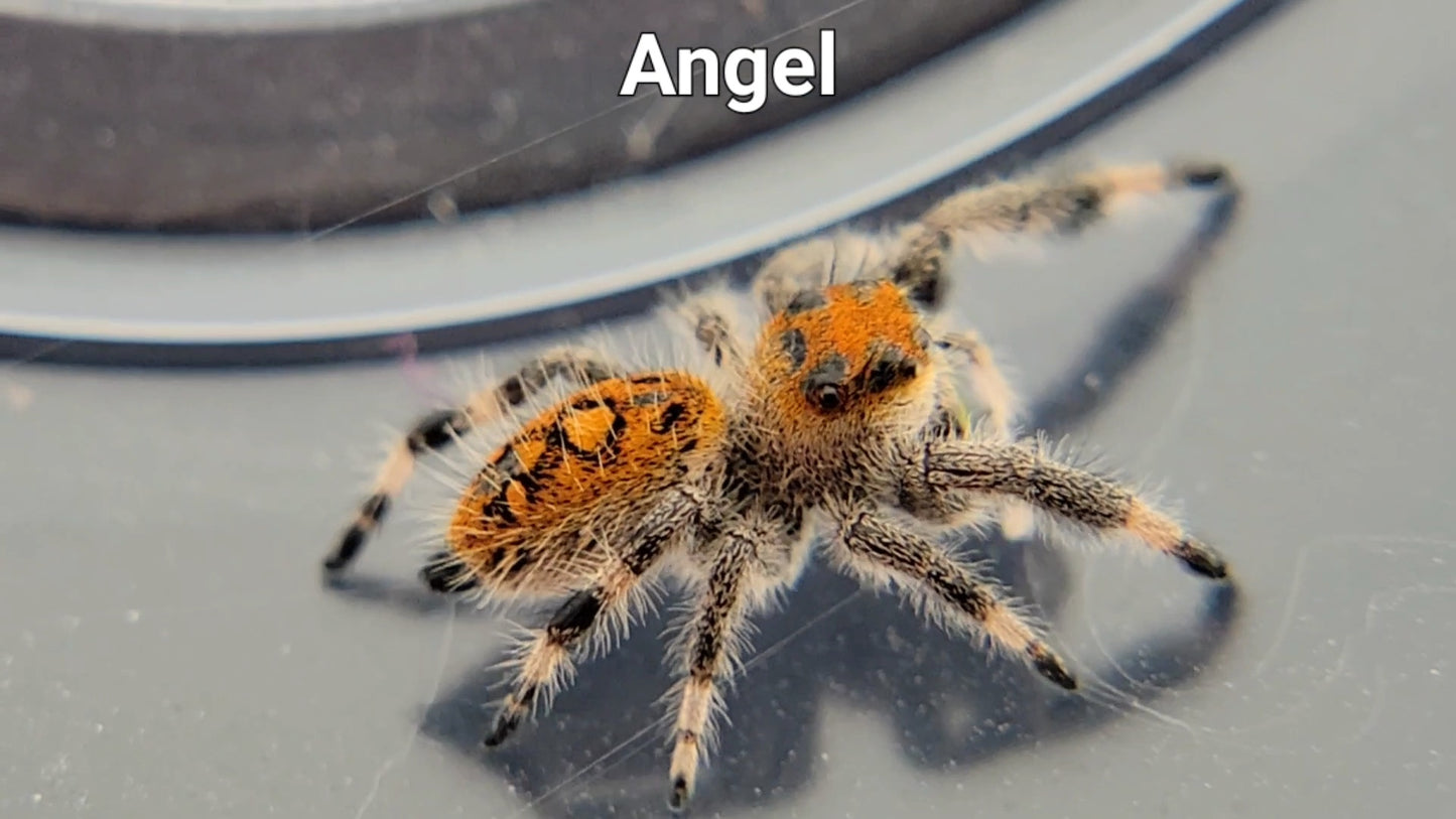 Angel - Female Regal (Shipping Invoiced Separately)