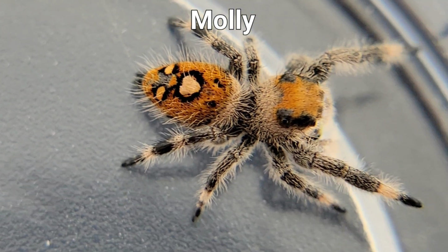 Molly - Female Regal (Shipping Invoiced Separately)