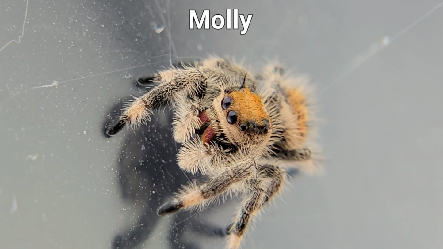 Molly - Female Regal (Shipping Invoiced Separately)