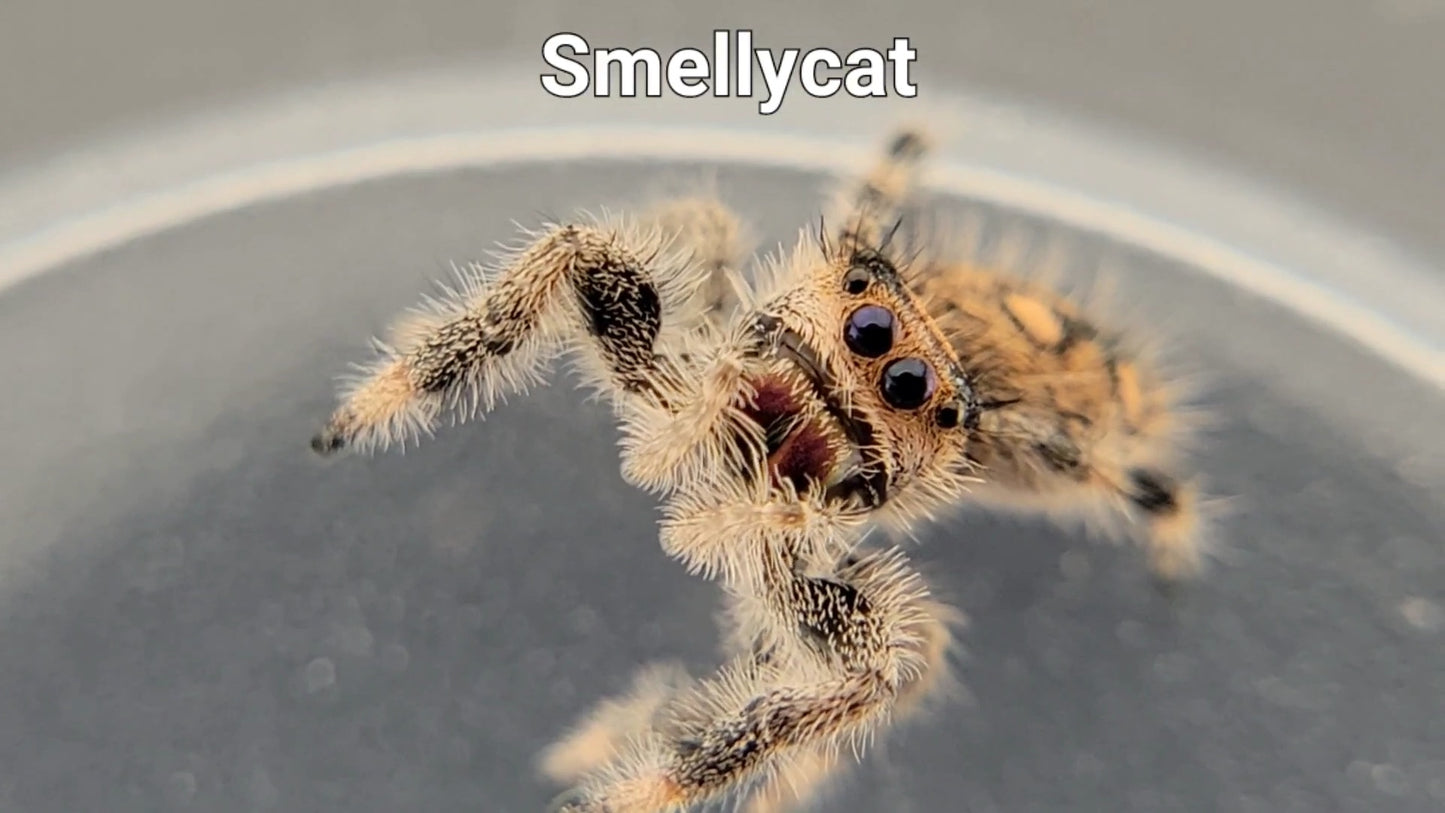 Smellycat - Female Regal (Shipping Invoiced Separately)