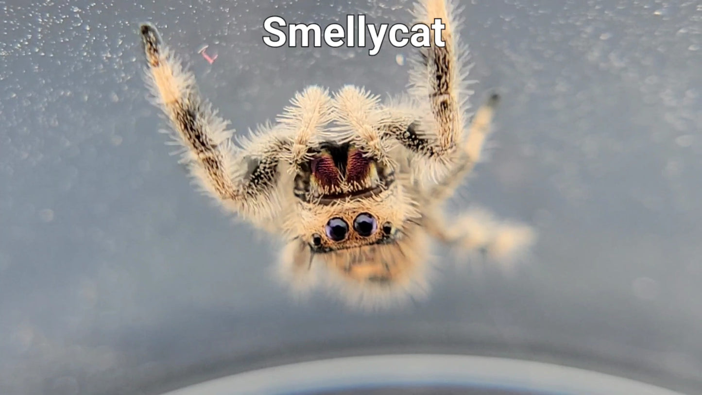 Smellycat - Female Regal (Shipping Invoiced Separately)